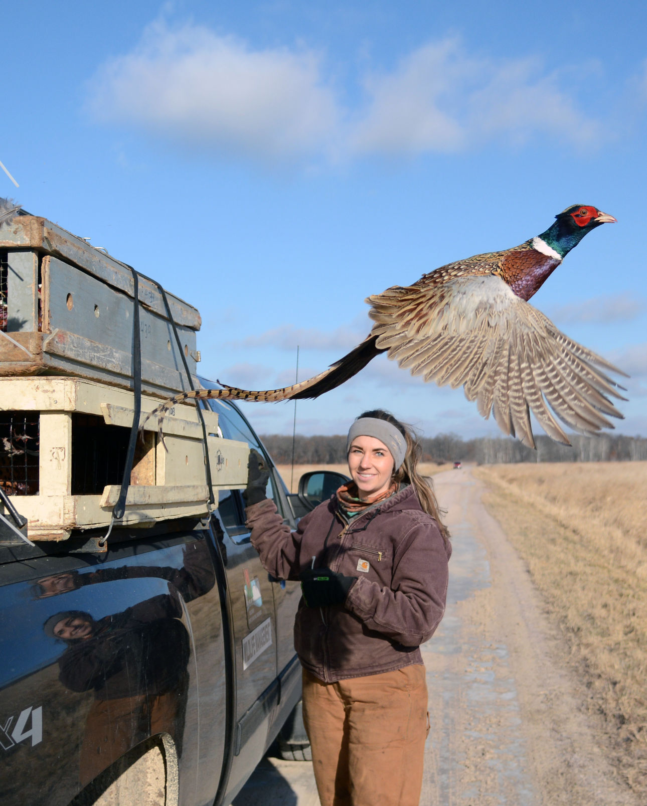 Pine Island pheasant release (copy)
